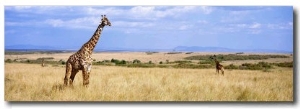 Giraffe, Maasai Mara, Kenya