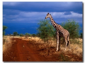 Reticulated Giraffe (Giraffa Camelopardalis Reiiculata), Meru National Park, Kenya