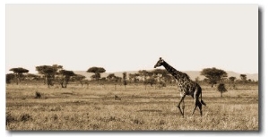 Serengeti Horizons II