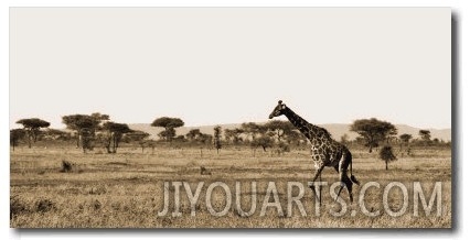 Serengeti Horizons II