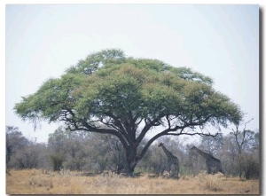 Two Giraffes Stand in the Shade of a Large Acacia Tree