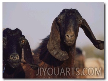 Close up of Two Long Eared Goats