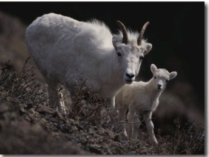 Female Rocky Mountain Goat with Her Kid