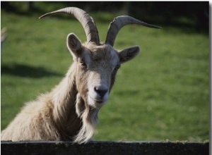 Goat on Farm Looking over a Fence