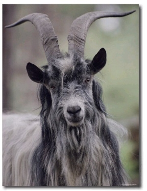 Feral Goat Male, Scotland