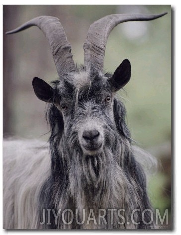 Feral Goat Male, Scotland