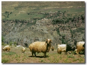 Goats in a Field