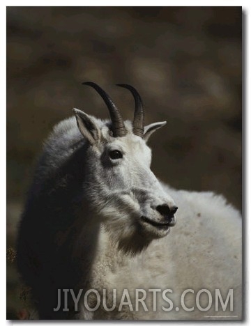 Portrait of a Rocky Mountain Goat