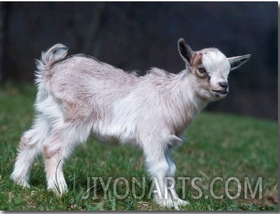 Pygmy Domestic Goat Kid