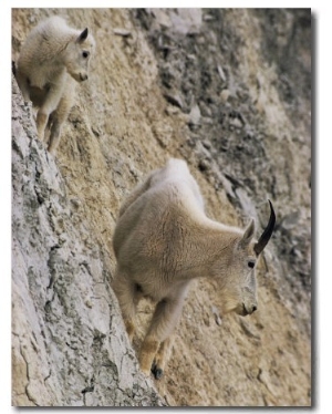 Rocky Mountain Goats on a Steep Hillside