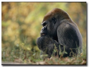 A Gorilla at Zoo Atlanta