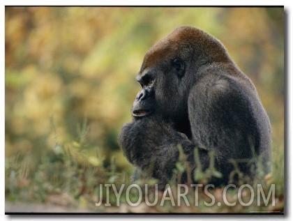 A Gorilla at Zoo Atlanta