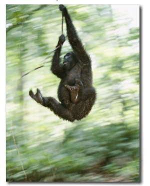 A Gorilla Plays at the Mpassa Reserve