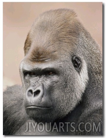 A Portrait of a Western Lowland Gorilla