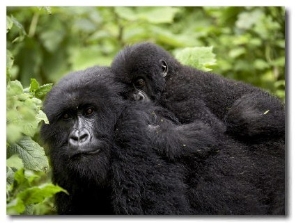 Adult Female Mountain Gorilla with Infant Riding on Her Back, Amahoro a Group, Rwanda, Africa