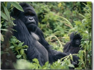 Adult Male Mountain Gorilla
