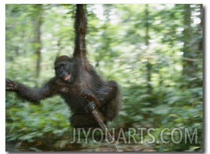 Juvenile Gorilla Swinging on a Vine