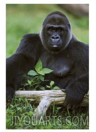 Lowland Gorillagorilla Gorillaendangered Speciesafrica