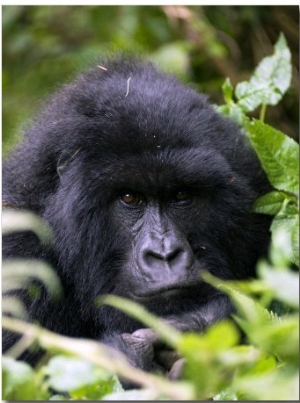 Mountain Gorilla, Portrait, Volcanoes National Park, Rwanda