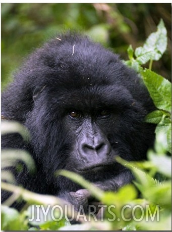 Mountain Gorilla, Portrait, Volcanoes National Park, Rwanda