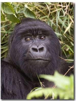 Silverback Mountain Gorilla in Parc National des Volcans, Volcans National Park, Ruhengeri, Rwanda