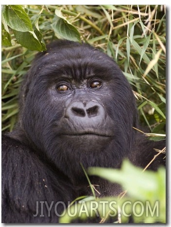 Silverback Mountain Gorilla in Parc National des Volcans, Volcans National Park, Ruhengeri, Rwanda