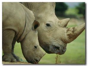 A Southern White Rhino at the San Diego Wild Animal Park