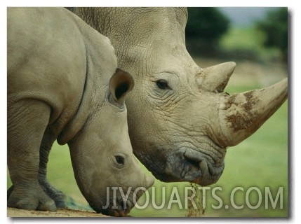 A Southern White Rhino at the San Diego Wild Animal Park