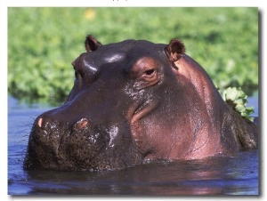 Hippopotamus Head Above Water, Kruger National Park, South Africa