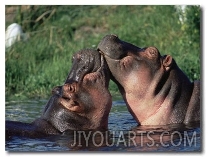 Hippos Courting, Masai Mara, Kenya