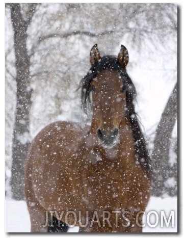 Bay Andalusian Stallion Portrait with Falling Snow, Longmont, Colorado, USA