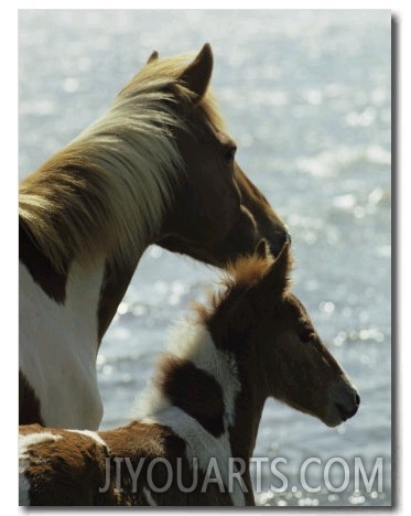 Wild Pony and Foal Looking Out at the Water