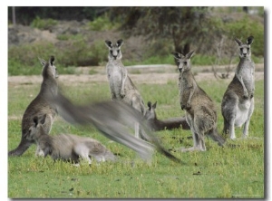 A Group of Eastern Gray Kangaroos