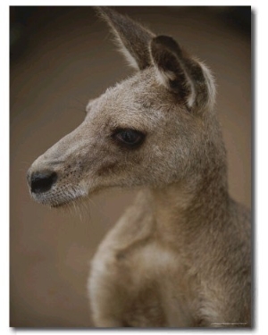 A Close View of a Kangaroo