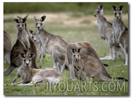Alert Mob of Eastern Grey Kangaroos Standing and Lying Down, Australia
