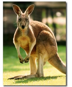 Australian Kangaroo