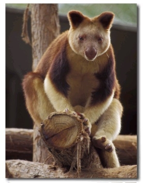 Captive Goodfellows Tree Kangaroo Perched on a Tree Branch Display, Melbourne Zoo, Australia