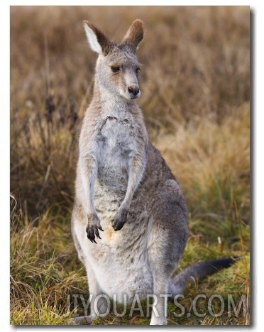 Eastern Grey Kangaroo, Kosciuszko National Park, New South Wales, Australia