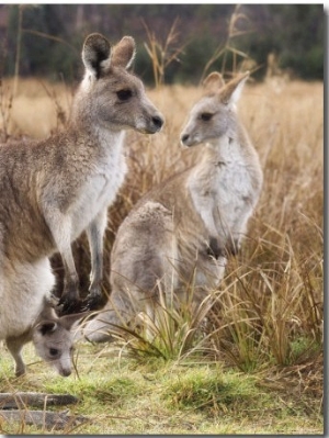 Eastern Grey Kangaroos, Kosciuszko National Park, New South Wales, Australia