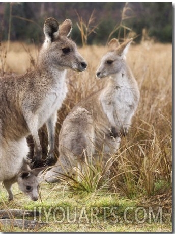 Eastern Grey Kangaroos, Kosciuszko National Park, New South Wales, Australia