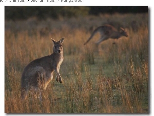 Kangaroos in a Grassland Area