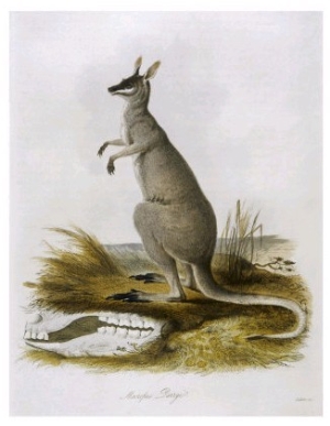 Macropus Parryi