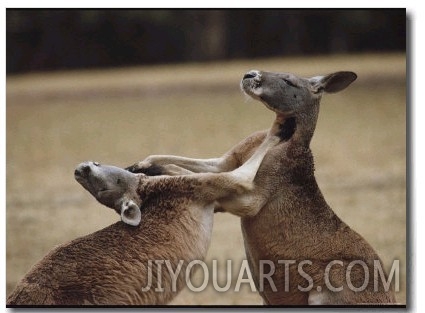 Male Red Kangaroos Sparring, Australia