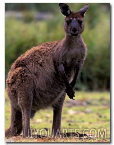 Western Grey Kangaroo in its Brown Phase, Australia