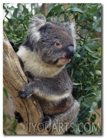A Close View of a Koala in an Eucalyptus Tree