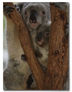 A Koala and its Baby Cling to a Eucalyptus Tree in Eastern Australia