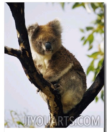 A Koala Bear Sits in a Tree
