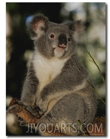 A Koala Clings to a Eucalyptus Tree in Eastern Australia