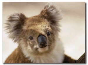 A Portrait of a Koala