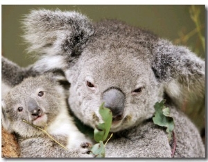 An 8 Month Old Koala Joey